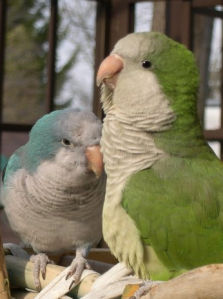 Sky and Nikki, my two Quaker Parrots